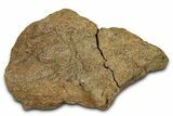 Dinosaur (Triceratops) Frill Shield Section - Montana #338953-1